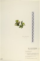 石蓴藏品圖，第3張