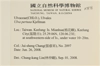 石蓴藏品圖，第2張