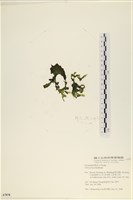 石蓴藏品圖，第1張
