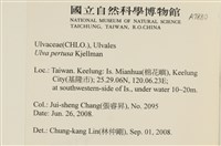 石蓴藏品圖，第2張