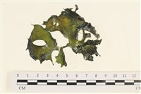 石蓴藏品圖，第1張