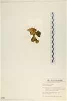 石蓴藏品圖，第3張