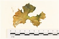 石蓴藏品圖，第1張