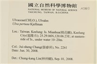 石蓴藏品圖，第2張