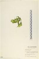 石蓴藏品圖，第3張