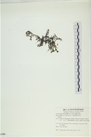 網胰藻藏品圖，第3張