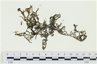 網胰藻藏品圖，第1張