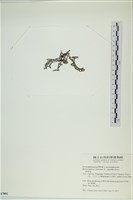 登錄號:A00007891藏品圖，第3張