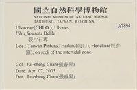 長片石蓴, 裂片石蓴藏品圖，第2張