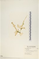長片石蓴, 裂片石蓴藏品圖，第1張
