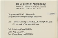 網目藻藏品圖，第2張