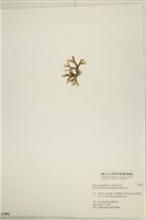 網目藻藏品圖，第3張