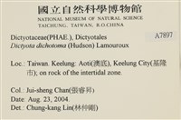網目藻藏品圖，第2張