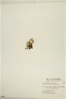 網目藻藏品圖，第3張