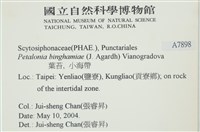葉苔, 小海帶藏品圖，第2張