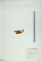 葉苔, 小海帶藏品圖，第3張