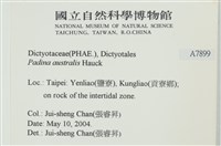南方團扇藻藏品圖，第2張