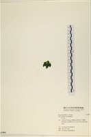 茶花石蓴, 牡丹菜藏品圖，第3張