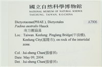 南方團扇藻藏品圖，第2張