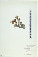 南方團扇藻藏品圖，第1張