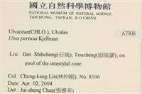 石蓴藏品圖，第2張