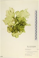 石蓴藏品圖，第3張