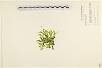 石蓴藏品圖，第1張