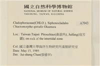 線形硬毛藻, 卷絲綠苔藏品圖，第2張