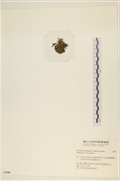 登錄號:A00007944藏品圖，第3張