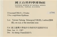 茶花石蓴, 牡丹菜藏品圖，第2張