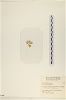 茶花石蓴, 牡丹菜藏品圖，第3張