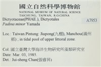 小團扇藻藏品圖，第2張