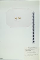 小團扇藻藏品圖，第3張