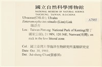 腸滸苔, 河石髮藏品圖，第2張