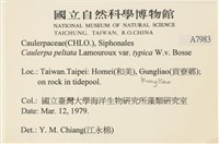盾葉蕨藻藏品圖，第2張
