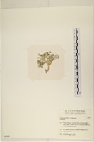 登錄號:A00007985藏品圖，第3張