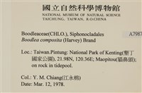 布氏藻藏品圖，第2張