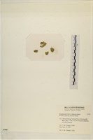 布氏藻藏品圖，第3張
