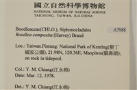 布氏藻藏品圖，第2張