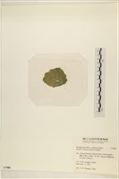 布氏藻藏品圖，第3張