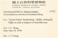 網球藻藏品圖，第2張