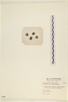 網球藻藏品圖，第3張
