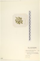 指枝藻藏品圖，第3張