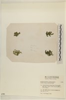 布氏藻藏品圖，第3張