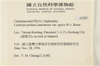 盾葉蕨藻藏品圖，第2張