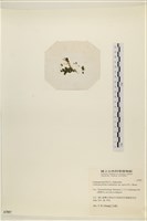 盾葉蕨藻藏品圖，第3張
