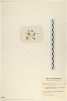 指枝藻藏品圖，第3張