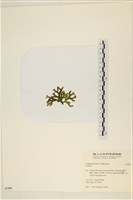 登錄號:A00007999藏品圖，第3張