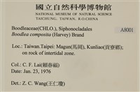 布氏藻藏品圖，第2張