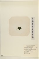 布氏藻藏品圖，第3張